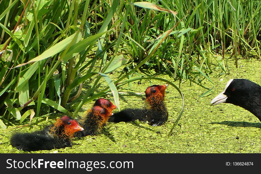 Bird, Ecosystem, Fauna, Galliformes