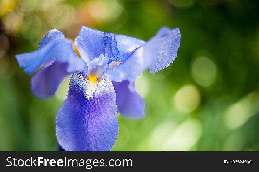 Flower, Flowering Plant, Wildflower, Petal