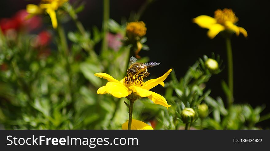 Flower, Bee, Honey Bee, Yellow