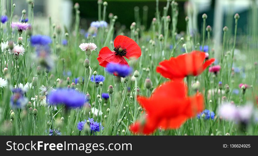 Flower, Wildflower, Meadow, Field