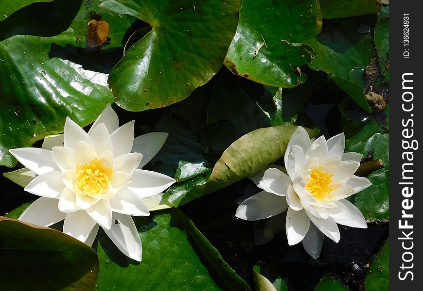 Flower, Plant, Flora, Aquatic Plant