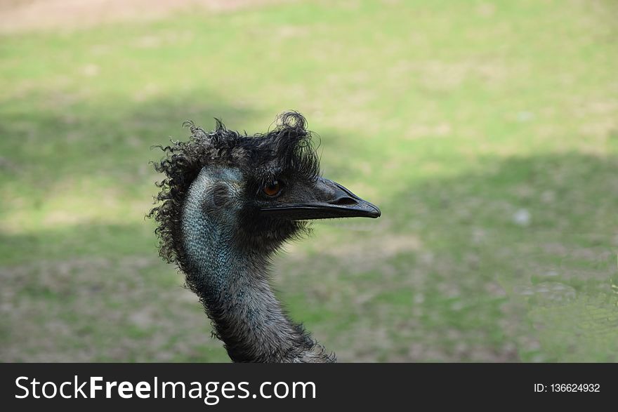 Emu, Ratite, Bird, Ostrich