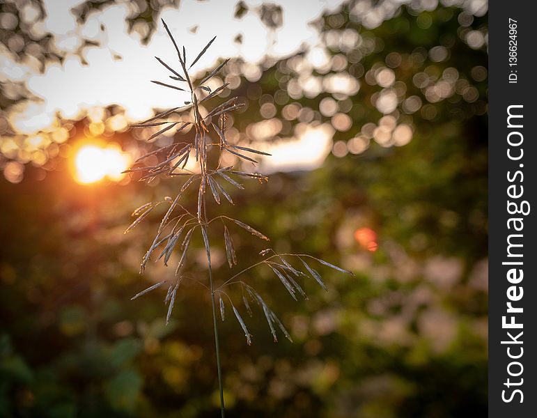 Nature, Branch, Flora, Leaf