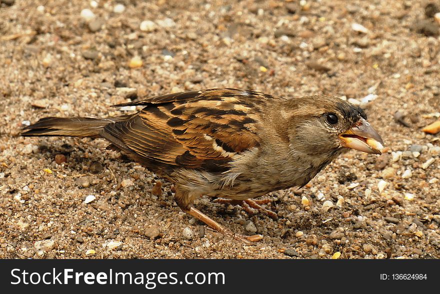 Bird, Fauna, Sparrow, Beak