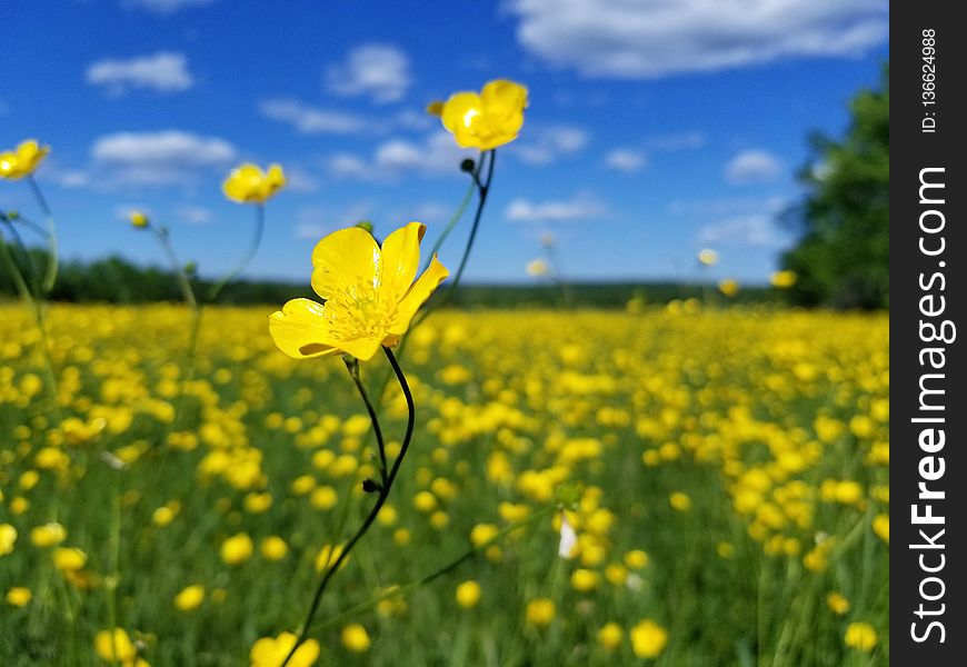 Flower, Yellow, Field, Grassland