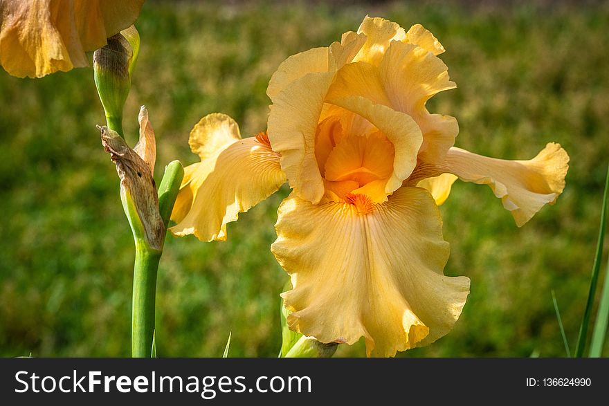 Flower, Flowering Plant, Plant, Yellow