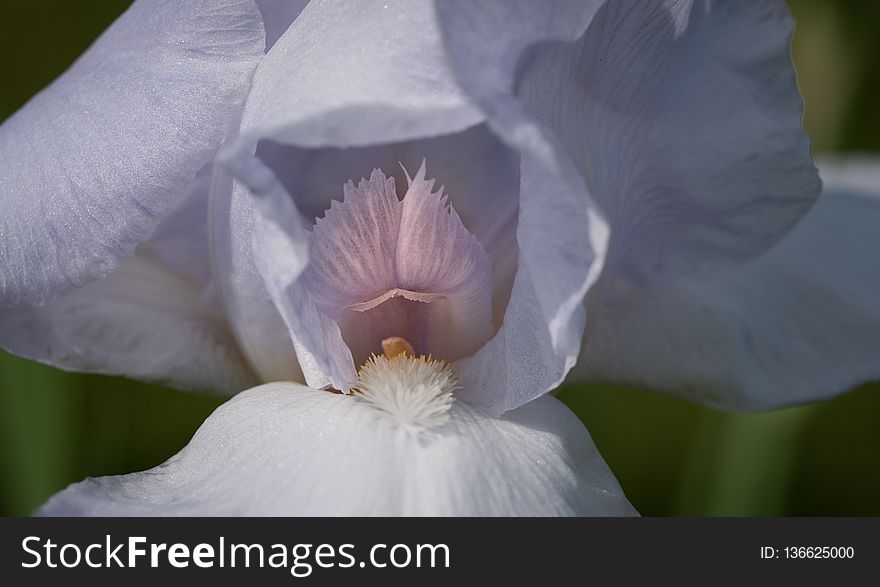 Flower, White, Flowering Plant, Iris