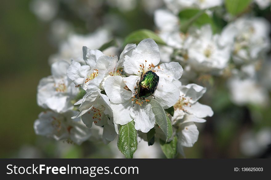Bee, Blossom, Insect, Pollinator