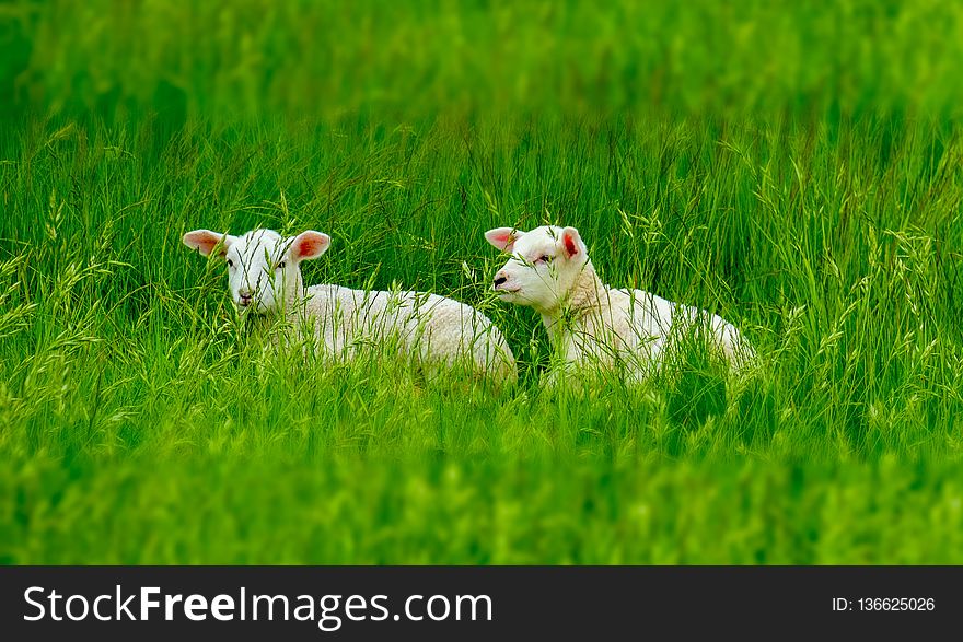 Grassland, Green, Field, Grass