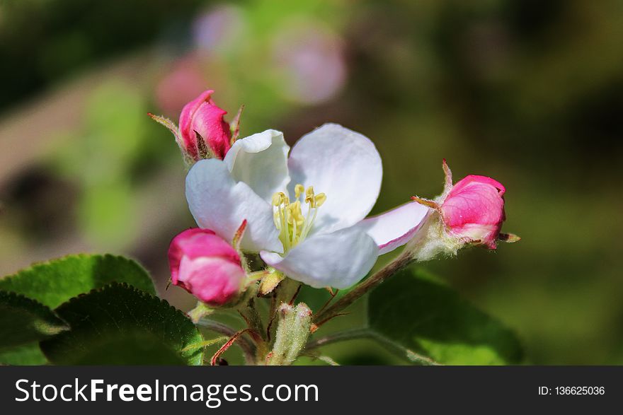 Flower, Flora, Plant, Blossom