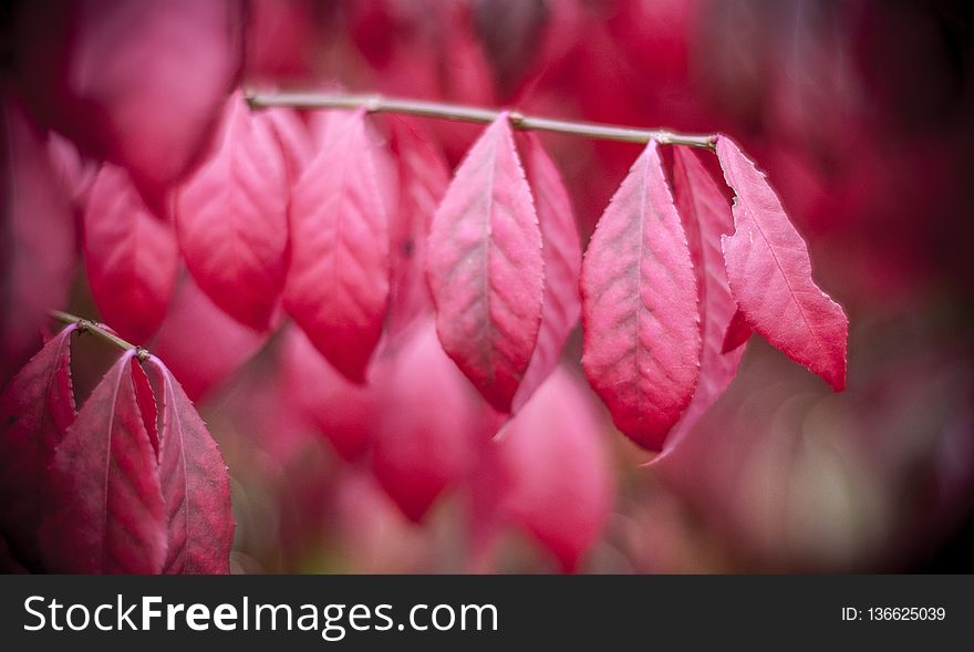 Red, Pink, Flower, Leaf