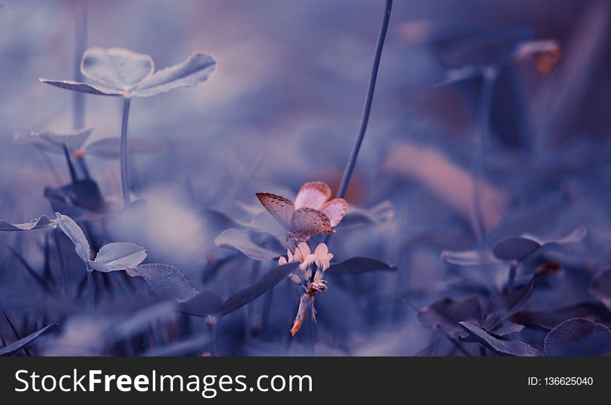 Flower, Sky, Branch, Blossom