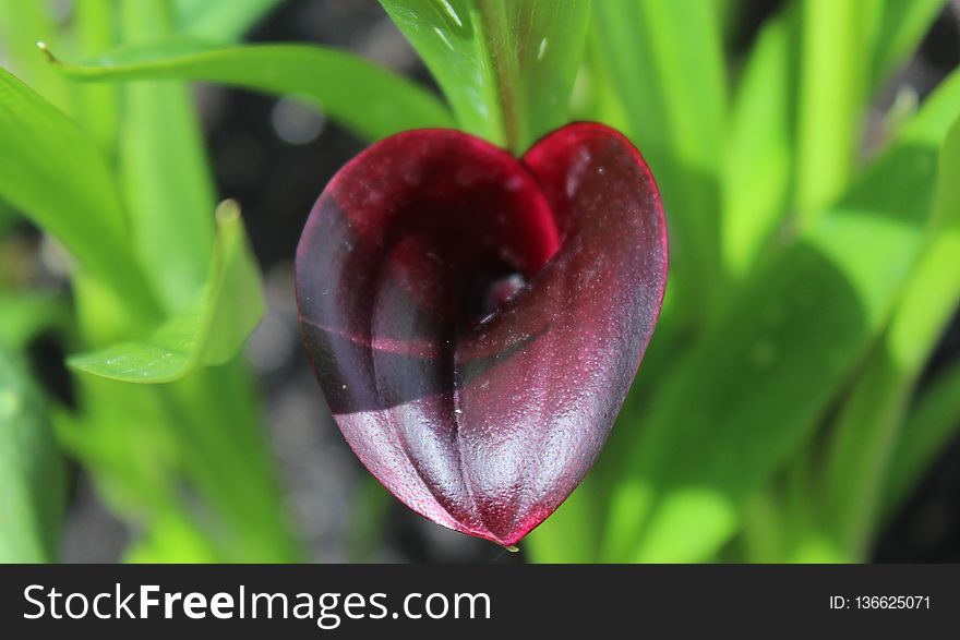 Plant, Flower, Flora, Close Up