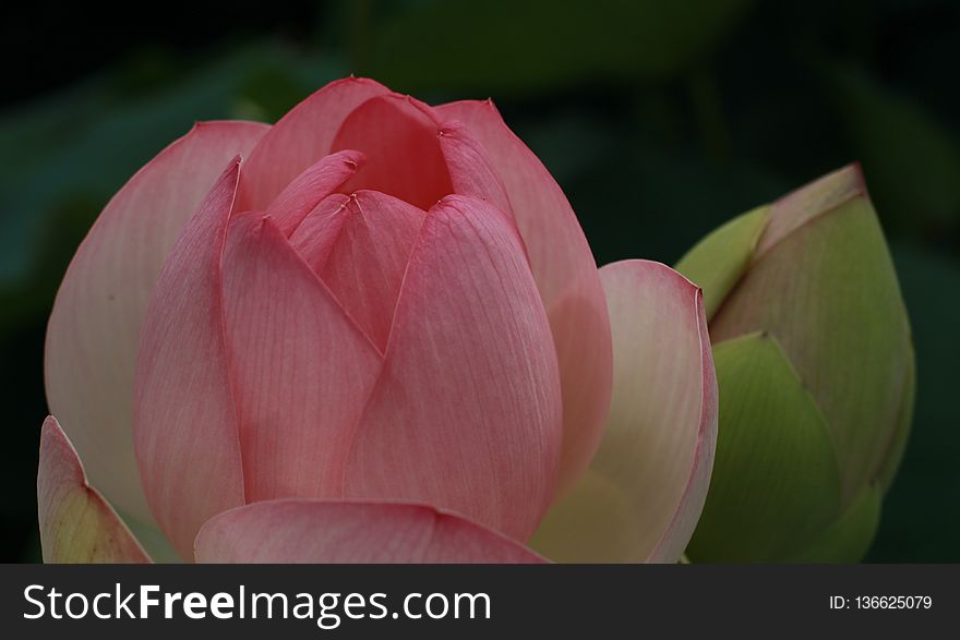 Flower, Lotus, Sacred Lotus, Pink