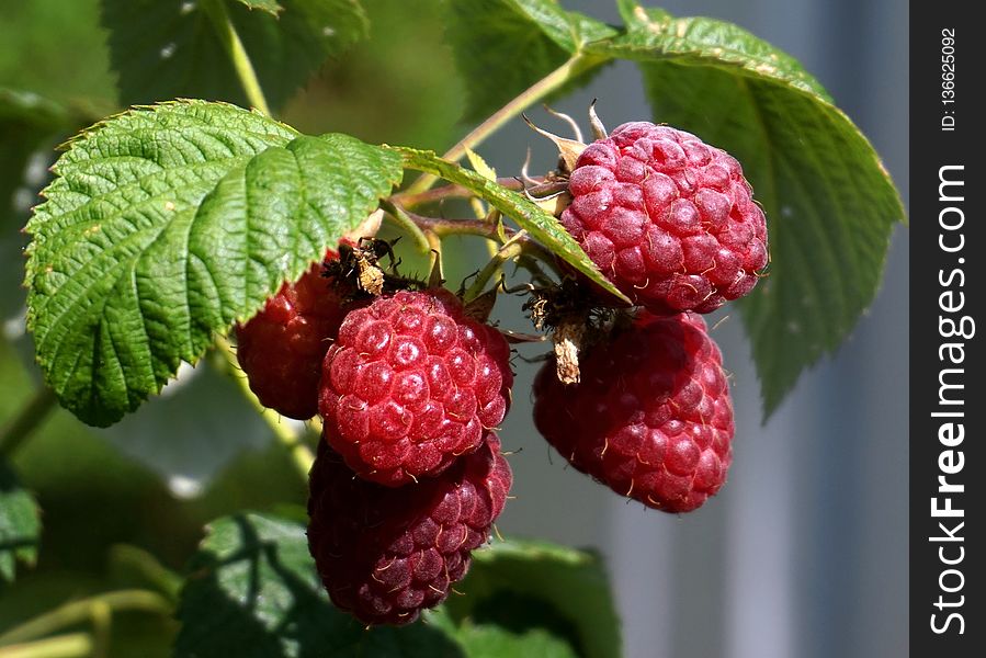 Raspberry, Berry, West Indian Raspberry, Tayberry