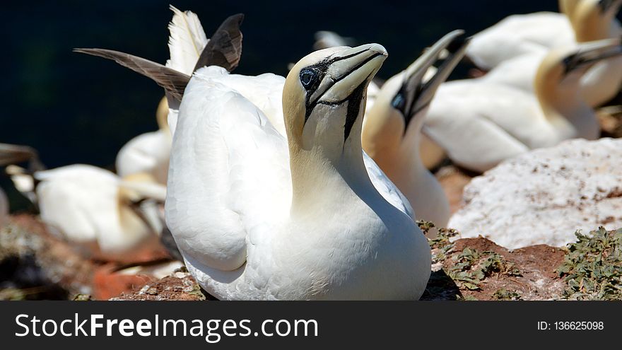 Fauna, Bird, Water Bird, Beak