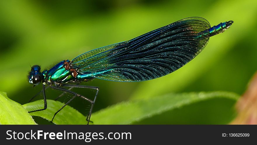 Insect, Damselfly, Dragonflies And Damseflies, Dragonfly