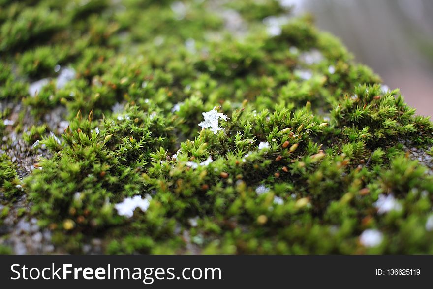 Plant, Vegetation, Non Vascular Land Plant, Moss