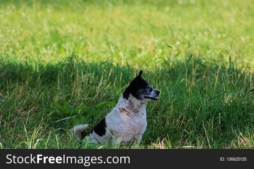 Grass, Dog Breed, Fauna, Dog Breed Group