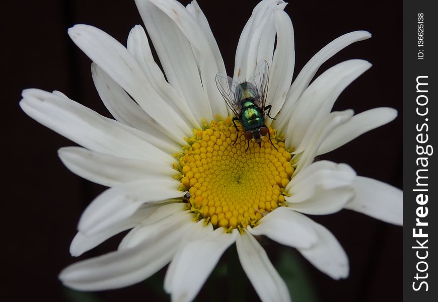 Flower, Oxeye Daisy, Flora, Nectar