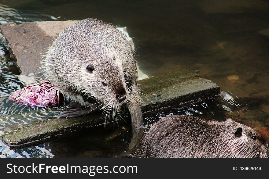Otter, Fauna, Mammal, Mustelidae