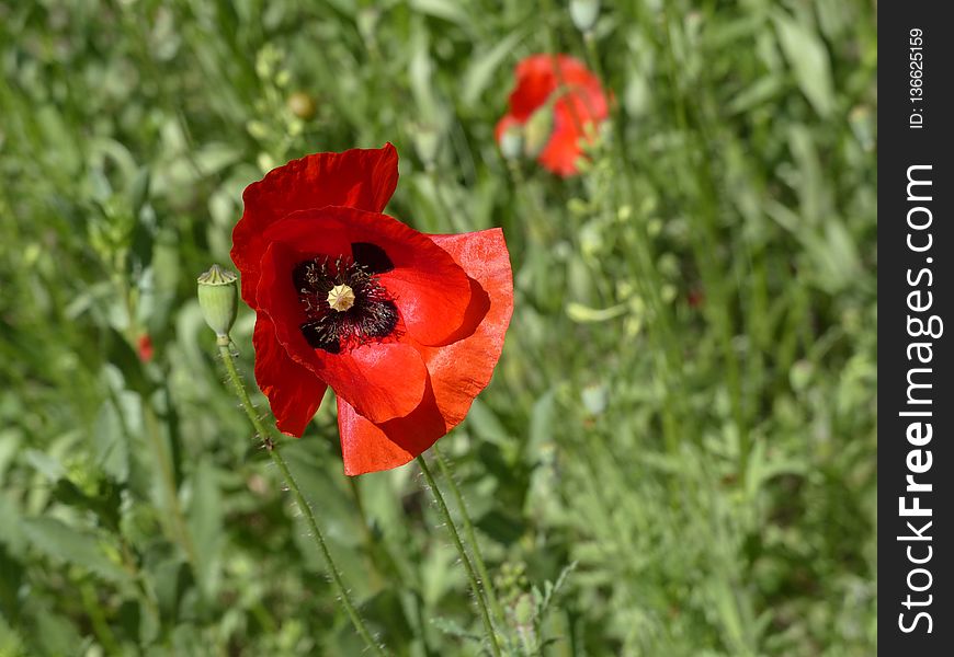 Flower, Wildflower, Flowering Plant, Poppy