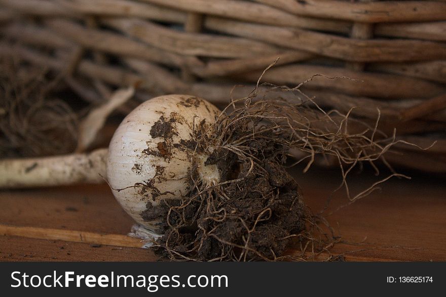 Bird Nest, Nest, Wood, Still Life Photography