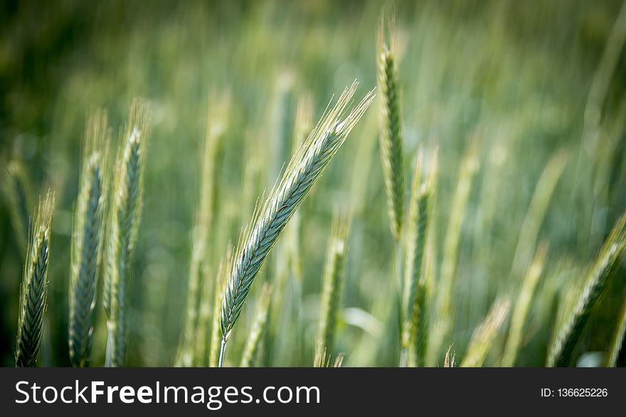Grass, Grass Family, Rye, Crop