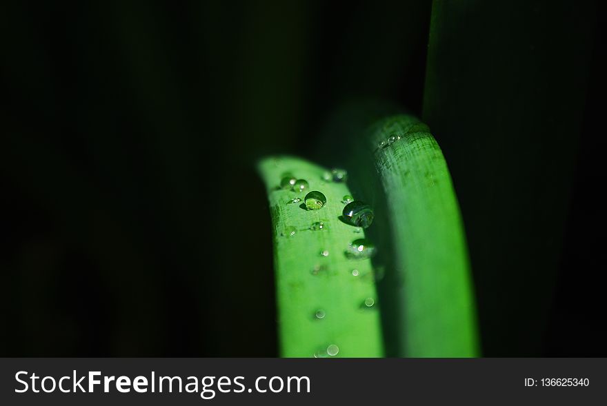Green, Water, Dew, Macro Photography