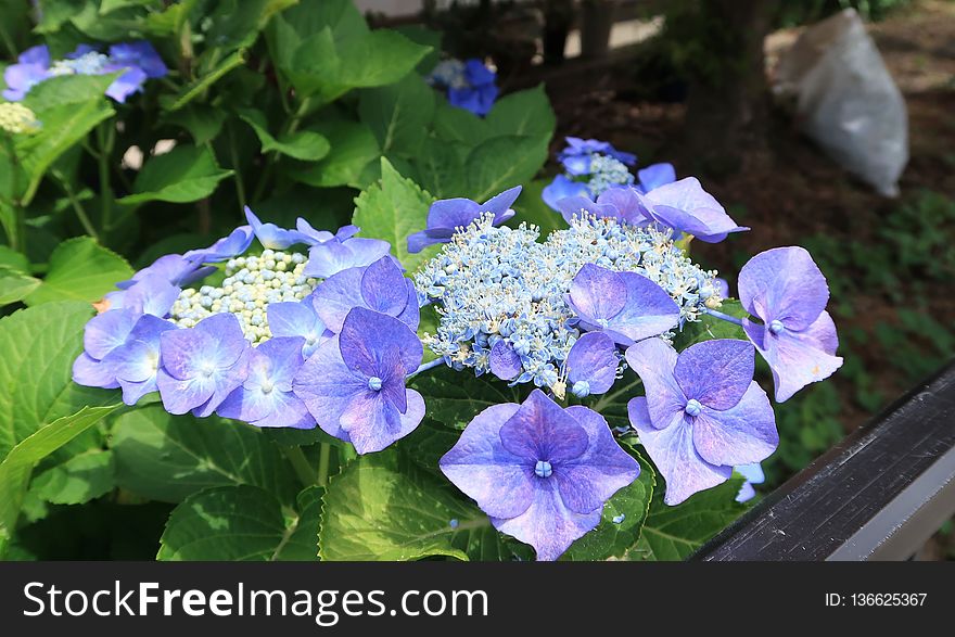 Flower, Plant, Blue, Hydrangea