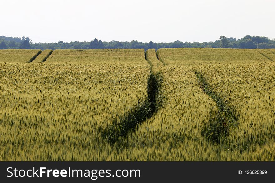 Field, Crop, Agriculture, Grass Family