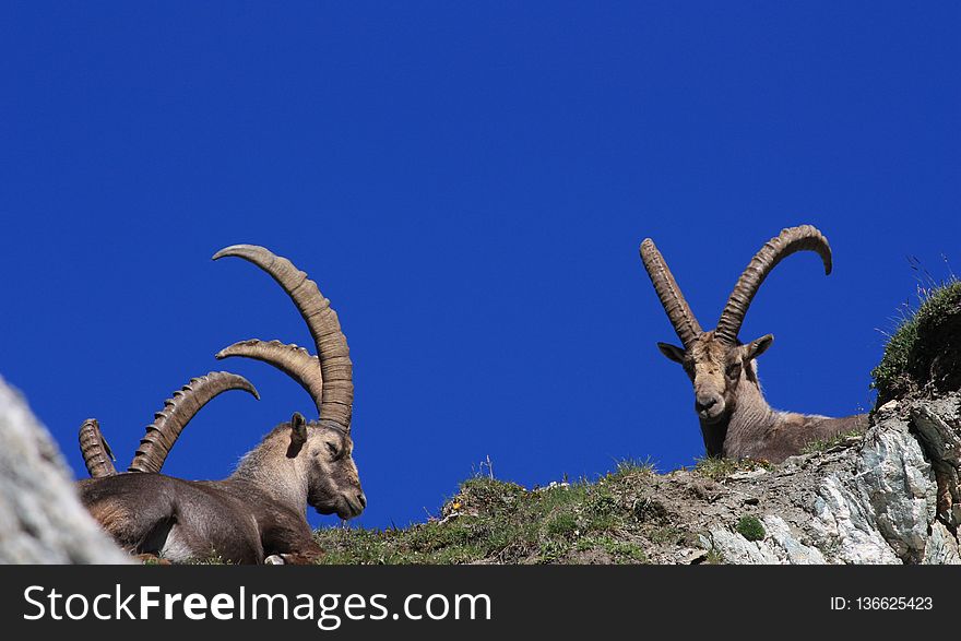 Fauna, Goats, Horn, Barbary Sheep