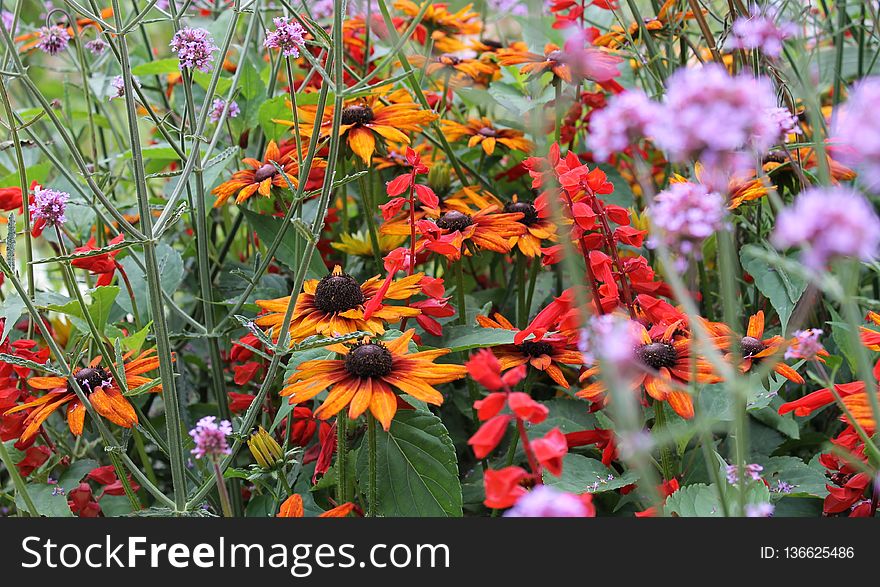 Plant, Flower, Flora, Flowering Plant