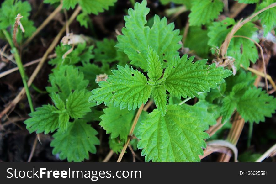 Plant, Leaf, Flora, Herb