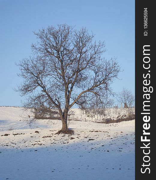 Tree, Winter, Snow, Sky