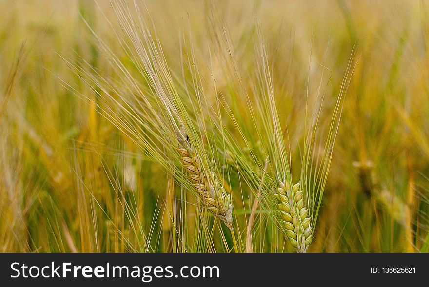 Food Grain, Barley, Cereal, Wheat