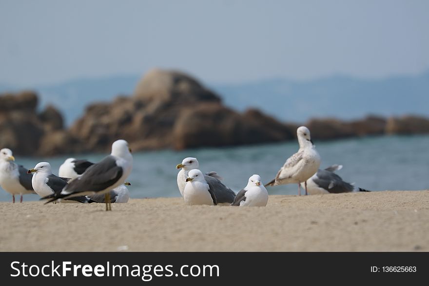 Seabird, Bird, Gull, Fauna