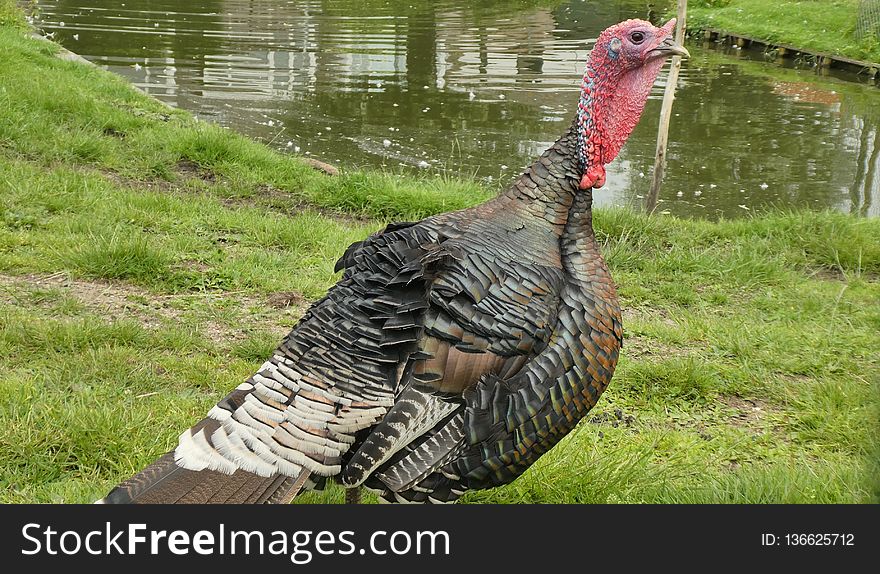 Wild Turkey, Domesticated Turkey, Galliformes, Bird
