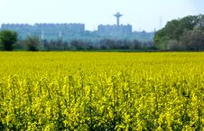 Yellow Flowering Rapeseed Canola Field With Urban Background Royalty Free Stock Photo Yellow Flowering Rapeseed Canola Field With Urban Background Royalty Free Stock Photo
