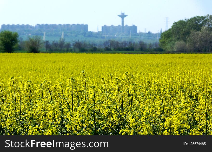 Yellow Flowering Rapeseed Canola Field With Urban Background