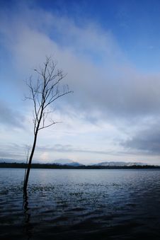 Lonely Tree In Blue Tone Royalty Free Stock Photo Lonely Tree In Blue Tone Royalty Free Stock Photo