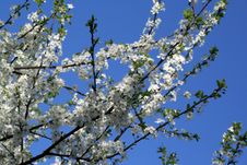 Apple Tree Blossom Royalty Free Stock Image Apple Tree Blossom Royalty Free Stock Image