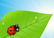 Ladybird On Leaf Stock Photography