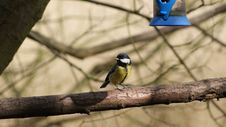 Free A Blue Tit Stock Images - 13673834