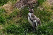 Humboldt Penguin Stock Photo Humboldt Penguin Stock Photo