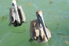 Twin Pelicans Royalty Free Stock Images Twin Pelicans Royalty Free Stock Images