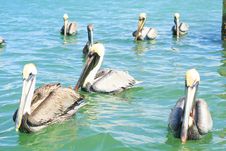 Group Of Pelicans Stock Photos Group Of Pelicans Stock Photos