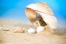 Seashell Stock Photography Seashell Stock Photography