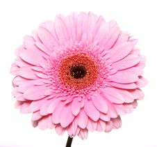 Pink Gerbera Stock Image