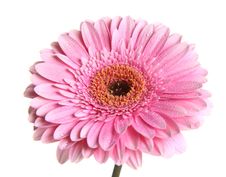 Pink Gerbera Royalty Free Stock Images